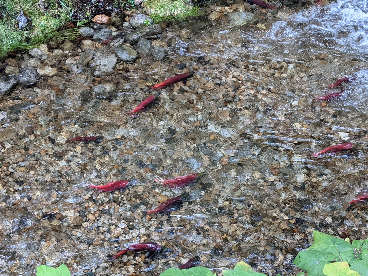 West Coast of Canada - Photo 11